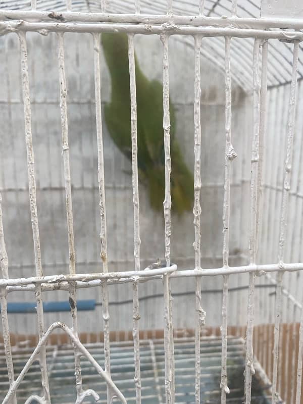 green parrot 2