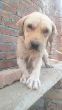 for sale Labrador