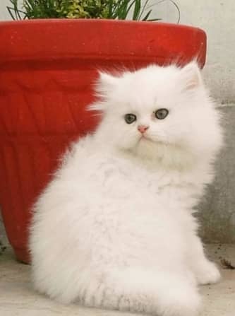 Persian Kitten Pure Triple Extreme coat kitten 0