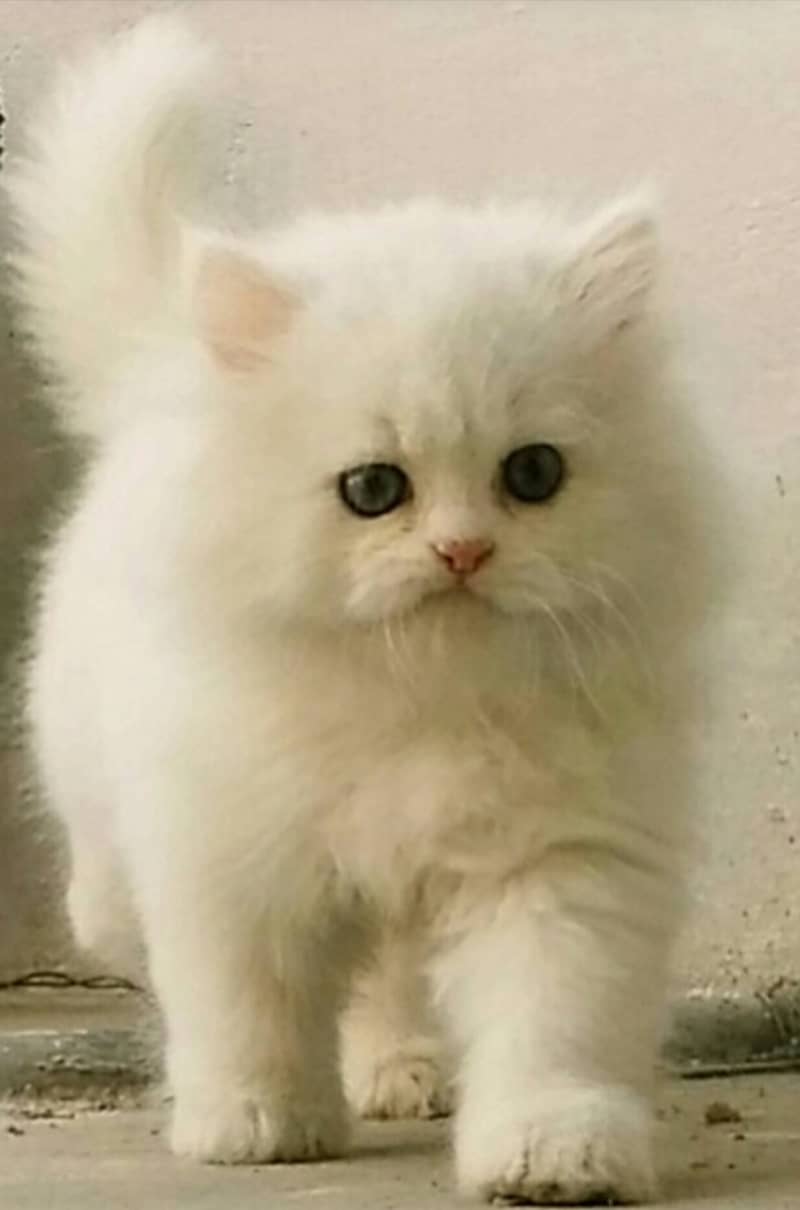 Persian Kitten Pure Triple Extreme coat kitten 1