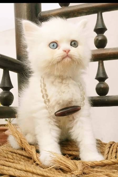 Persian Kitten Pure Triple Extreme coat kitten 2