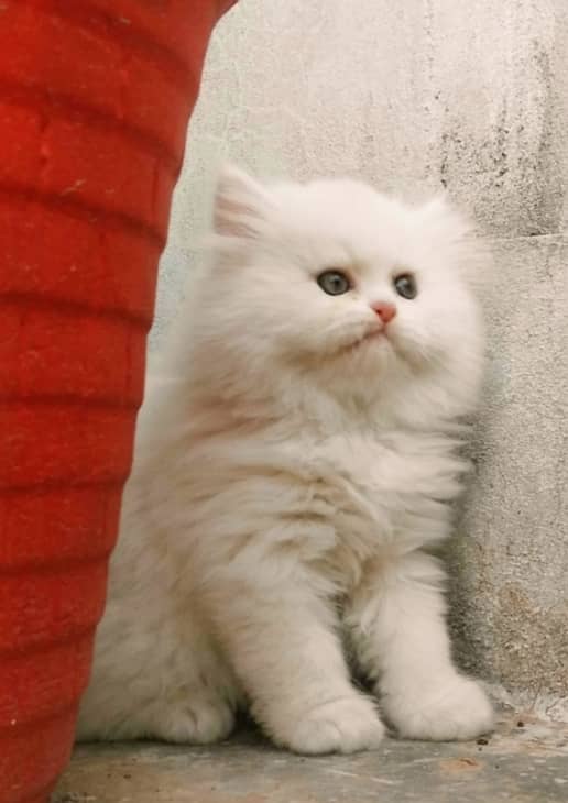 Persian Kitten Pure Triple Extreme coat kitten 3