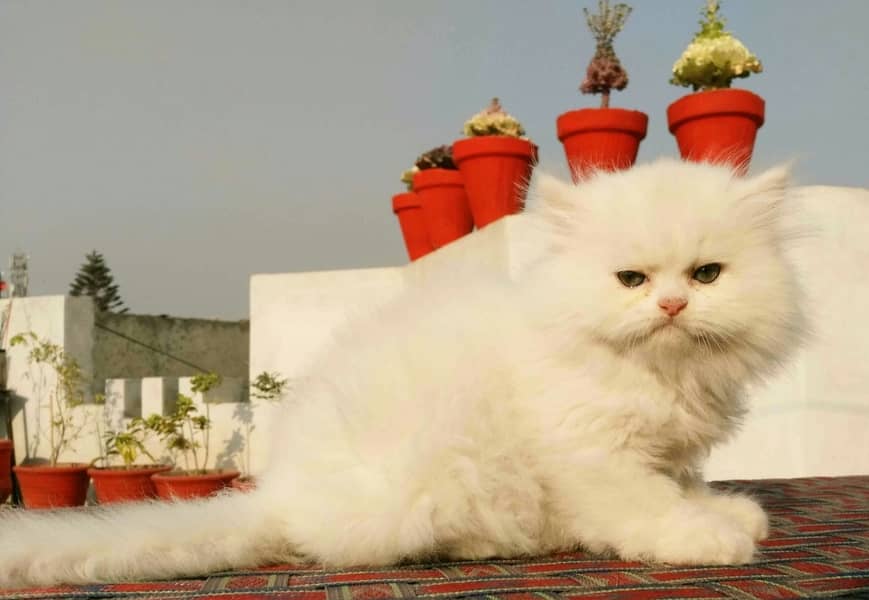 Persian Kitten Pure Triple Extreme coat kitten 5