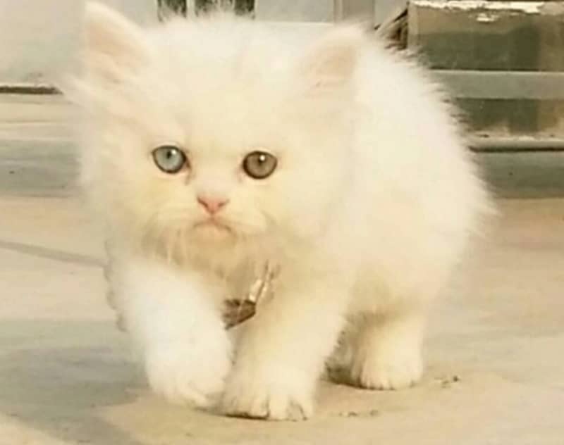 Persian Kitten Pure Triple Extreme coat kitten 6