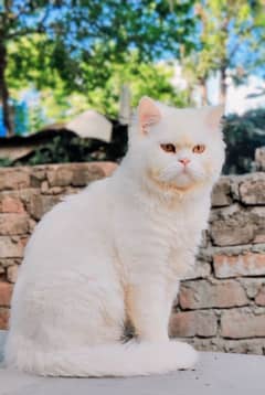 Persian cat