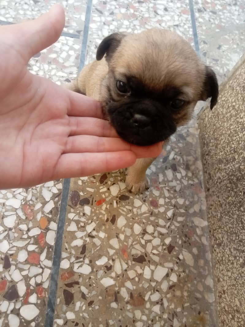 Pugg puppy 1month 2