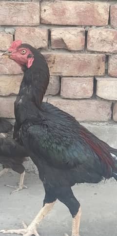 high quality aseel birds for sale