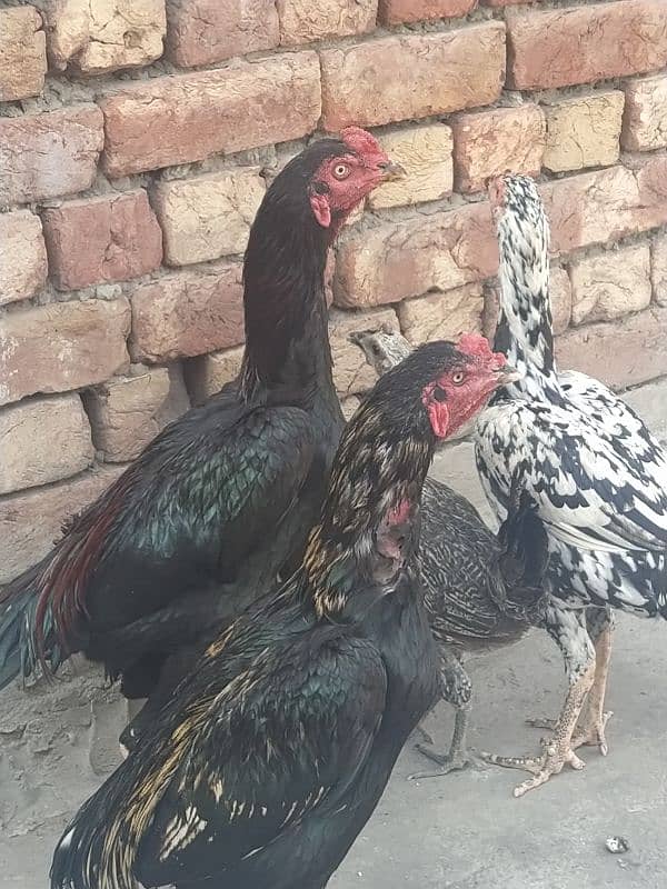 high quality aseel birds for sale 1