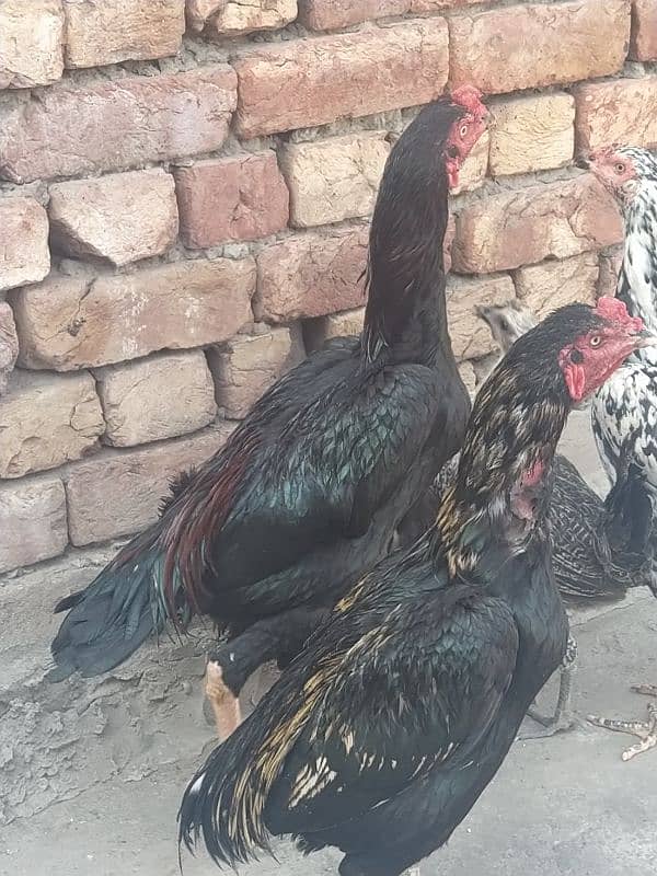 high quality aseel birds for sale 2