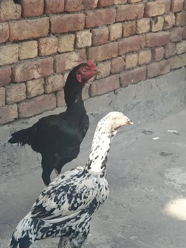 high quality aseel birds for sale 3