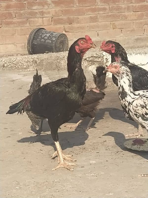 high quality aseel birds for sale 5