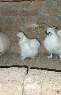 Silkie fresh fertile eggs.