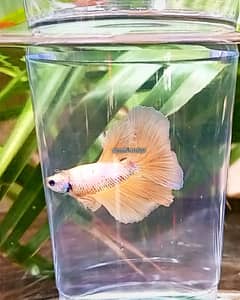 Premium Betta Fish: Halfmoon, Double Tail & Rosetail - Stunning Color