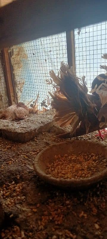 Fantail English pigeons Breeding pairs 2