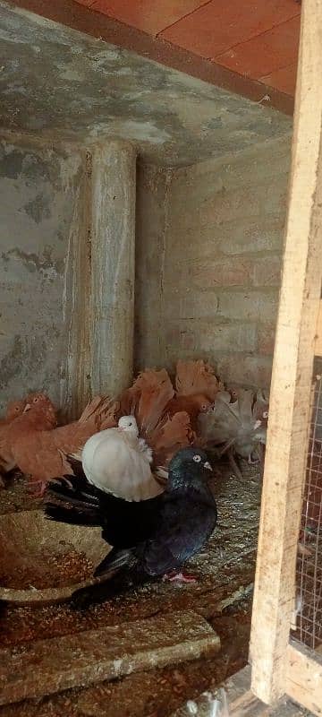 Fantail English pigeons Breeding pairs 3