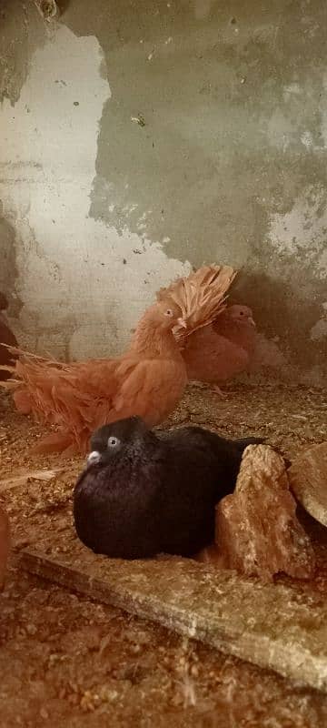 Fantail English pigeons Breeding pairs 4