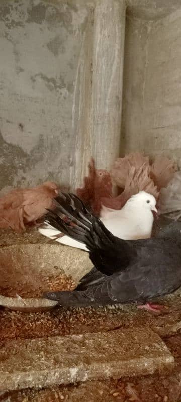 Fantail English pigeons Breeding pairs 5