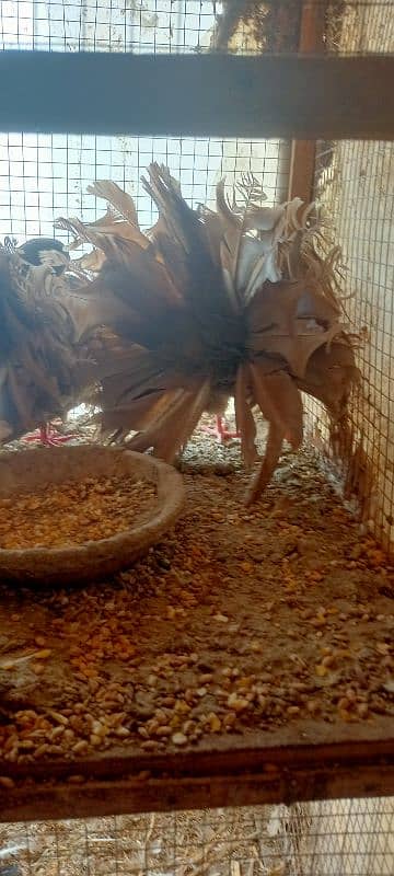 Fantail English pigeons Breeding pairs 8