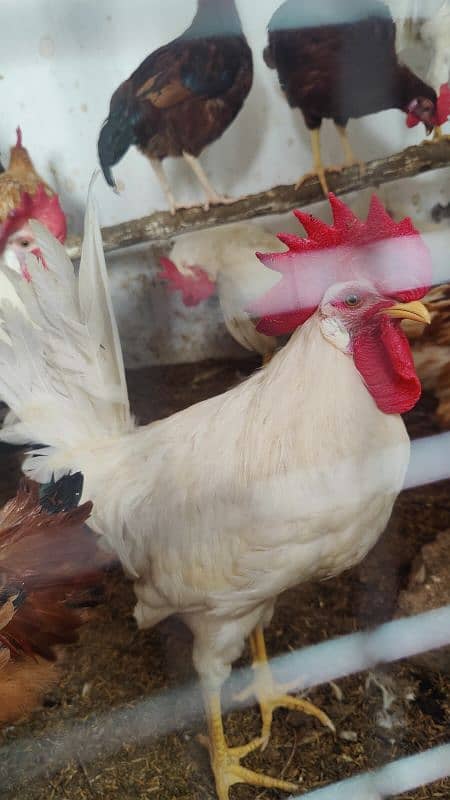 white Murga Rooster  desi 1