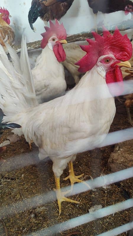 white Murga Rooster  desi 2