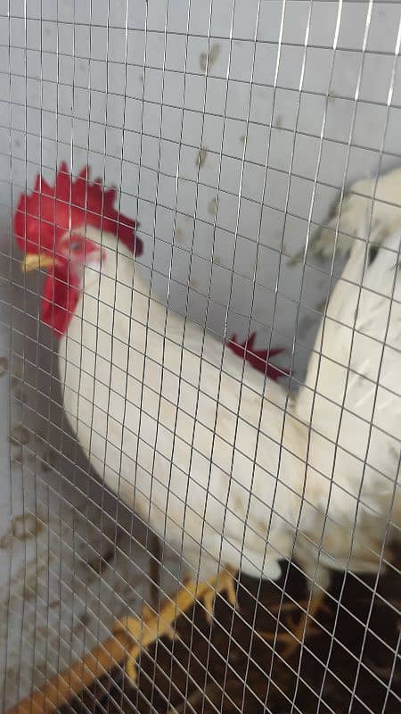 white Murga Rooster  desi 3