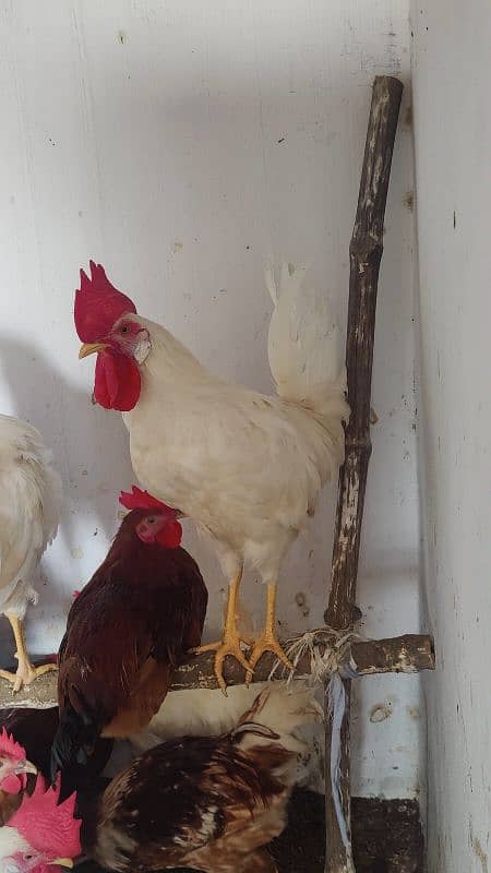 white Murga Rooster  desi 4