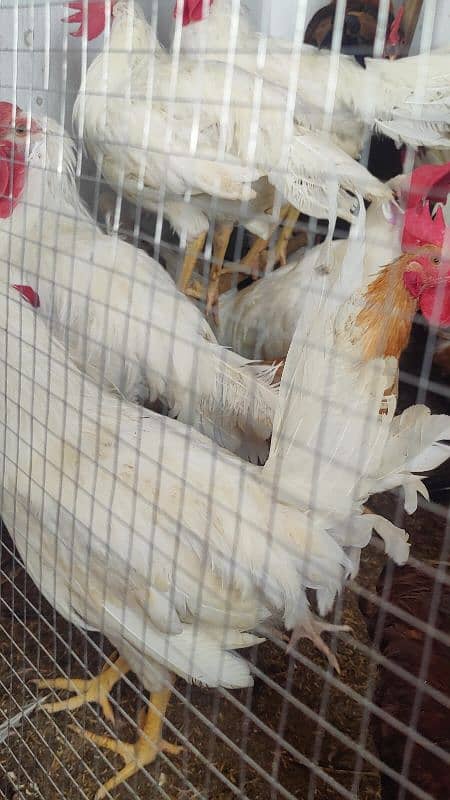 white Murga Rooster  desi 5