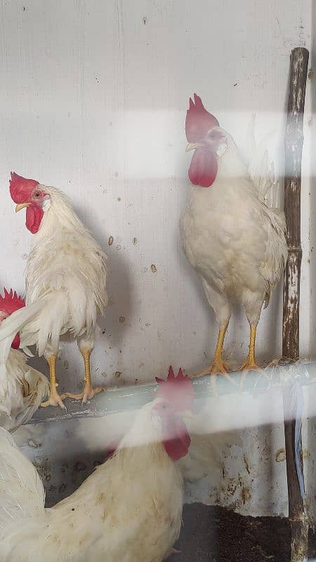 white Murga Rooster  desi 6