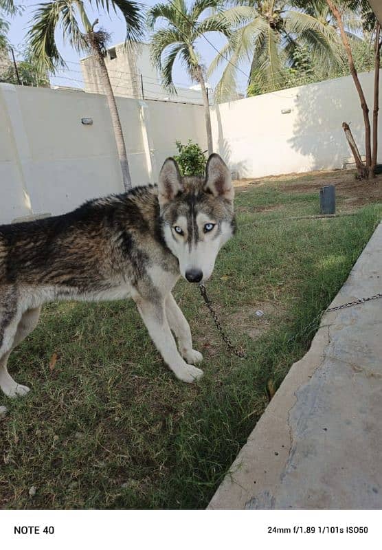 7 months Siberian husky 3