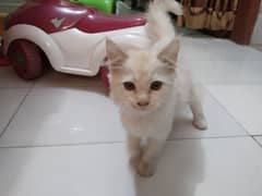 Persian kitten