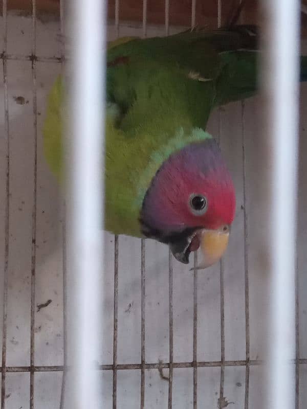 Plum headed male parrot 0