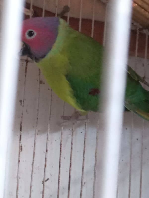 Plum headed male parrot 1