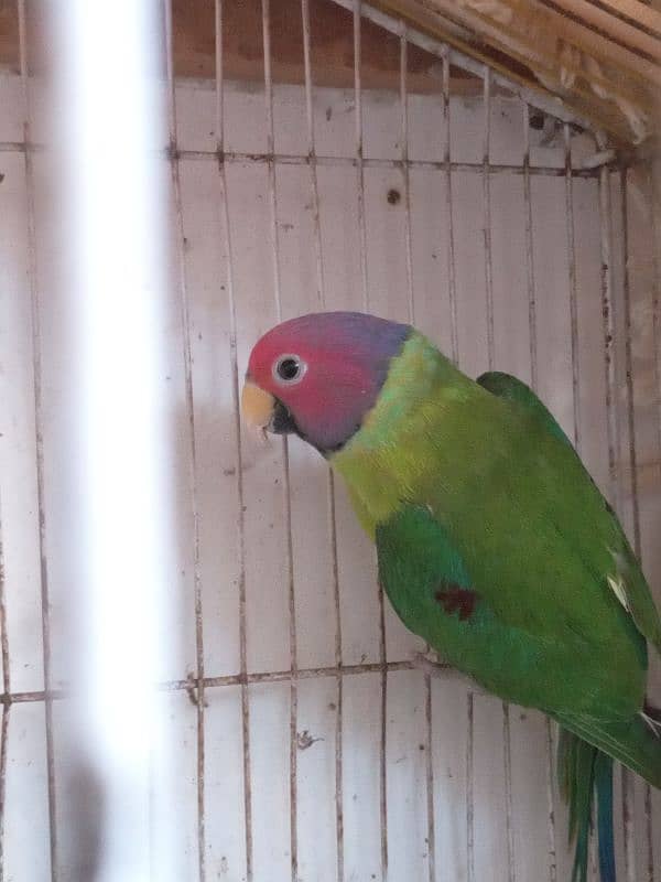 Plum headed male parrot 2