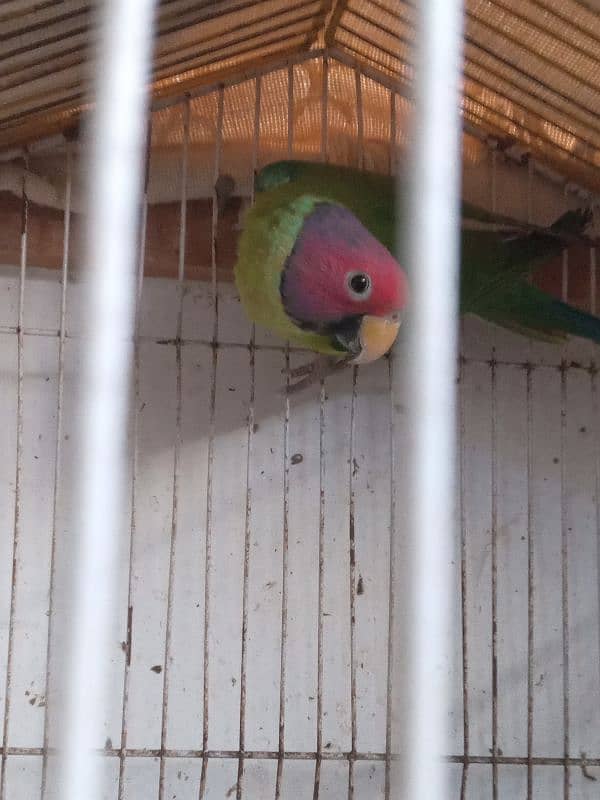 Plum headed male parrot 3