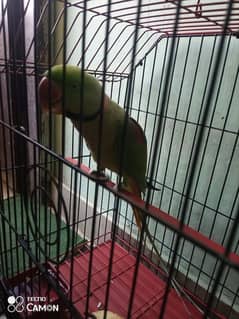 kashmiri pahadi talking Parrot