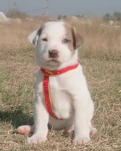 bully gultair male for sale age 2 month available