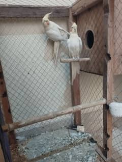 breader pair for sale