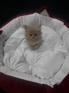 15K PERSIAN MALE RARE FAWN COLOR KITTEN