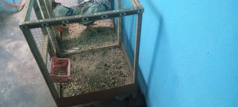 Cage for sale 1