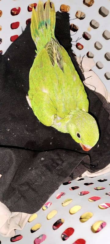 baby parrot 0