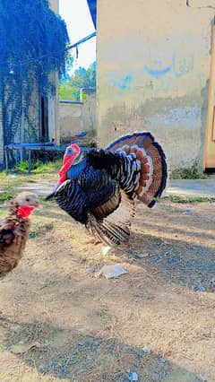 Turkey Birds breeder pair