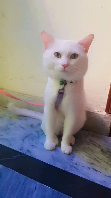 Turkish Angora with cat with multicolored eyes. trained by trainers 0