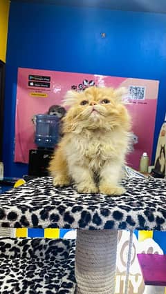 Exotic long hair Persian kitten