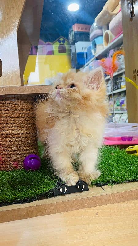 Exotic long hair Persian kitten 2