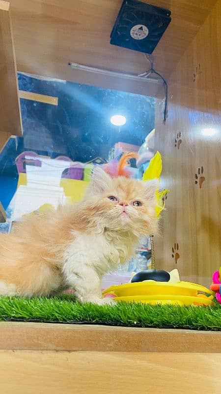 Exotic long hair Persian kitten 3