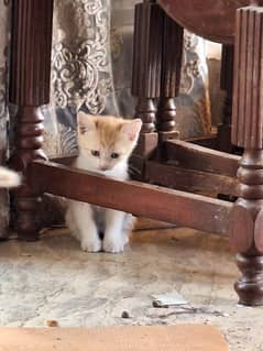 Short coat kitten, playful and easily bonds. Best for childrens.