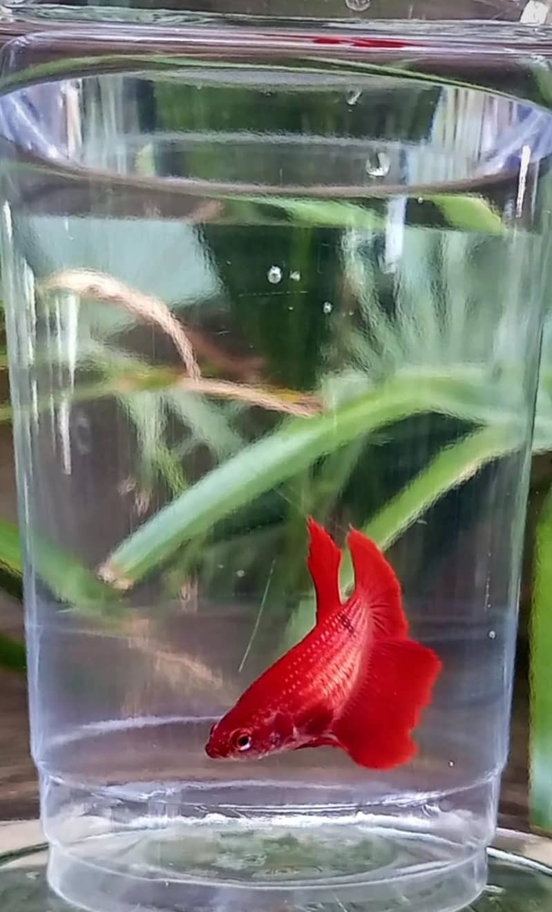 Premium Female Betta Fish for Sale – Stunning Colors & Perfect Health 0