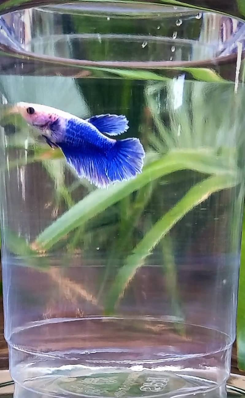 Premium Female Betta Fish for Sale – Stunning Colors & Perfect Health 1