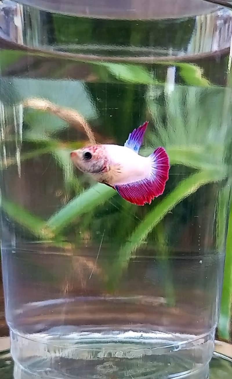 Premium Female Betta Fish for Sale – Stunning Colors & Perfect Health 2