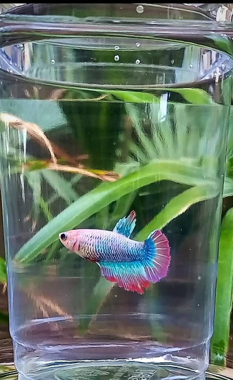 Premium Female Betta Fish for Sale – Stunning Colors & Perfect Health 3